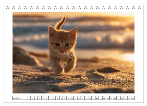 Produktbild: Miau macht gl&uuml;cklich (Tischkalender 2027 DIN A5 quer), CALVENDO Monatskalender