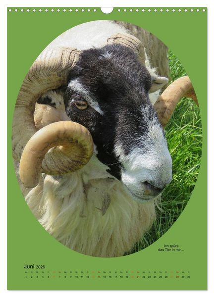 Produktbild: Scharfe Portraits (Wandkalender 2026 DIN A3 hoch), CALVENDO Monatskalender