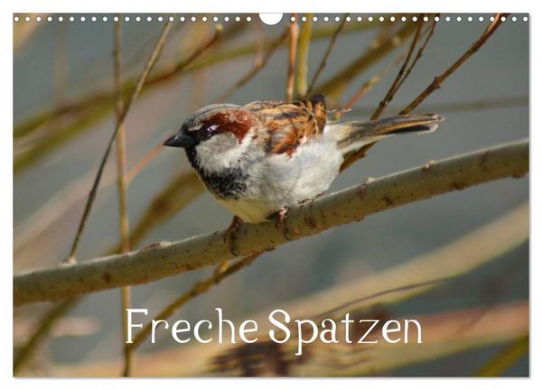 Produktbild: Freche Spatzen (Wandkalender 2026 DIN A3 quer), CALVENDO Monatskalender
