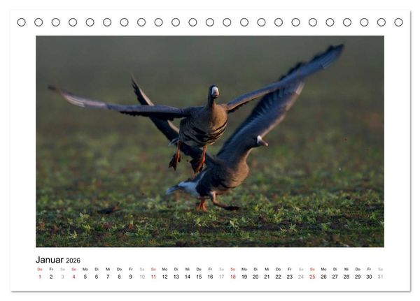 Produktbild: Geschnatter - Enten und G&auml;nse in Deutschland (Tischkalender 2026 DIN A5 quer), CALVENDO Monatskalender