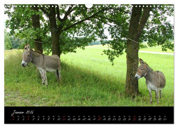 Produktbild: Esel - liebenswerte Langohren (Wandkalender 2026 DIN A3 quer), CALVENDO Monatskalender