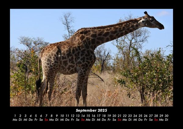 Produktbild: Giraffen 2025 Fotokalender DIN A3