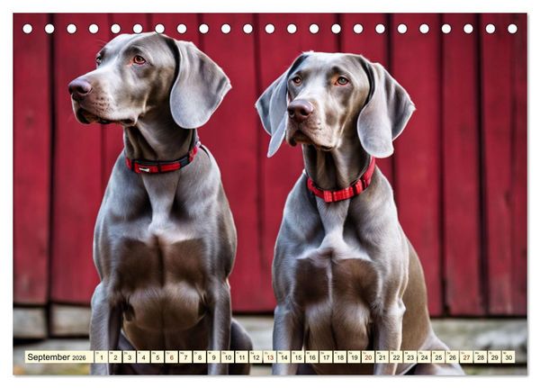 Produktbild: Weimaraner - der ideale Jagdbegleiter (Tischkalender 2026 DIN A5 quer), CALVENDO Monatskalender