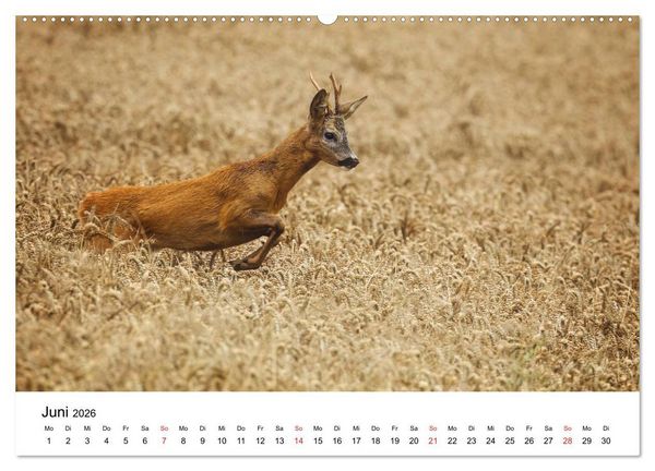 Produktbild: Unsere heimische Tierwelt (Wandkalender 2026 DIN A2 quer), CALVENDO Monatskalender