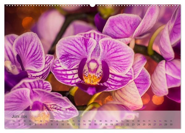 Produktbild: Phalaenopsis - die zauberhafte Welt der Orchideen (Wandkalender 2026 DIN A2 quer), CALVENDO Monatskalender