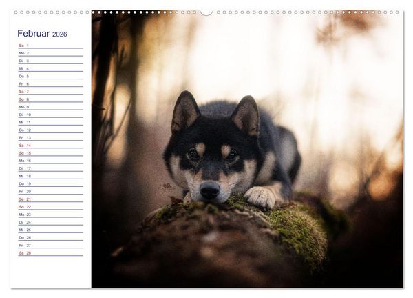 Produktbild: Japans Seelenhunde (Wandkalender 2026 DIN A2 quer), CALVENDO Monatskalender