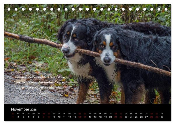 Produktbild: So ist er. Der Berner Sennenhund (Tischkalender 2026 DIN A5 quer), CALVENDO Monatskalender