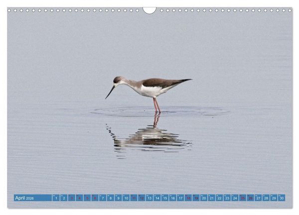 Produktbild: V&ouml;gel der Algarve (Wandkalender 2026 DIN A3 quer), CALVENDO Monatskalender