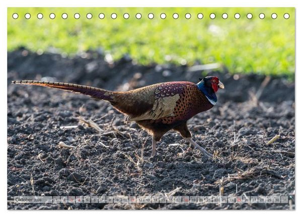 Produktbild: Emotionale Momente: Der Jagdfasan. (Tischkalender 2026 DIN A5 quer), CALVENDO Monatskalender