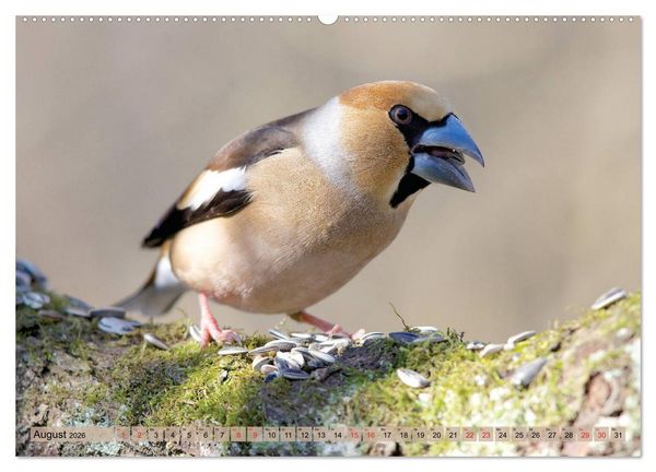 Produktbild: Steckbriefe einheimischer V&ouml;gel (hochwertiger Premium Wandkalender 2026 DIN A2 quer), Kunstdruck in Hochglanz