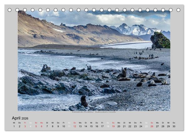 Produktbild: Tierleben in der Antarktis (Tischkalender 2026 DIN A5 quer), CALVENDO Monatskalender