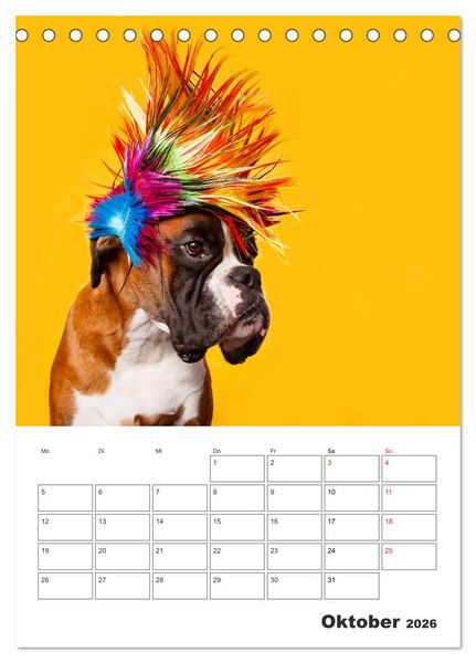 Produktbild: colorful world of boxer 2026 (Tischkalender 2026 DIN A5 hoch), CALVENDO Monatskalender
