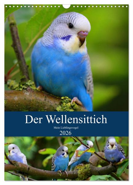 Produktbild: Der Wellensittich - Mein Lieblingsvogel (Wandkalender 2026 DIN A3 hoch), CALVENDO Monatskalender