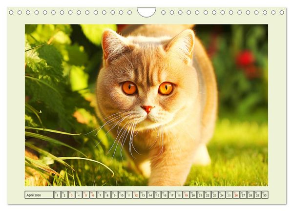 Produktbild: British Shorthair. Sanfte W&uuml;rde und Katzengl&uuml;ck im Gr&uuml;nen (Wandkalender 2026 DIN A4 quer), CALVENDO Monatskalender