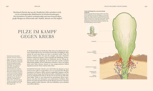 Produktbild: Pilze