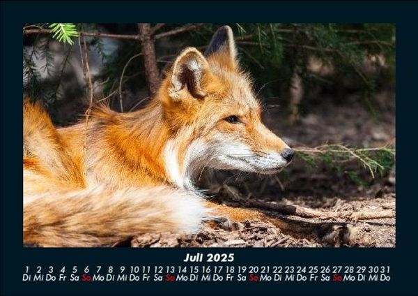 Produktbild: Der Tierkalender 2025 Fotokalender DIN A5