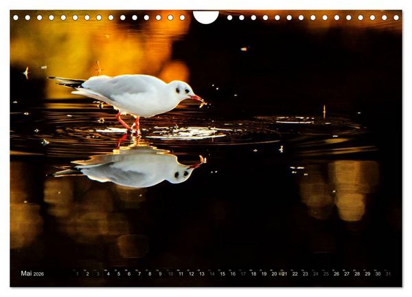 Produktbild: V&Ouml;GEL (Wandkalender 2026 DIN A4 quer), CALVENDO Monatskalender