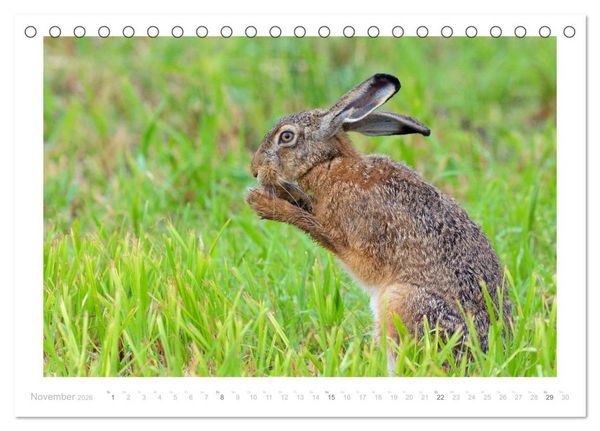 Produktbild: Der Feldhase (Tischkalender 2026 DIN A5 quer), CALVENDO Monatskalender
