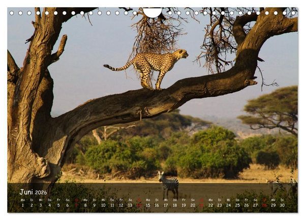 Produktbild: Wildes Ostafrika - Tansania und Kenia hautnah (Wandkalender 2026 DIN A4 quer), CALVENDO Monatskalender