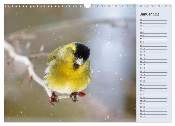 Produktbild: Erlenzeisige (Wandkalender 2026 DIN A3 quer), CALVENDO Monatskalender