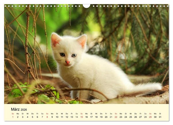 Produktbild: Putzige Katzenkinder. Drollige K&auml;tzchen entdecken die Welt! (Wandkalender 2026 DIN A3 quer), CALVENDO Monatskalender