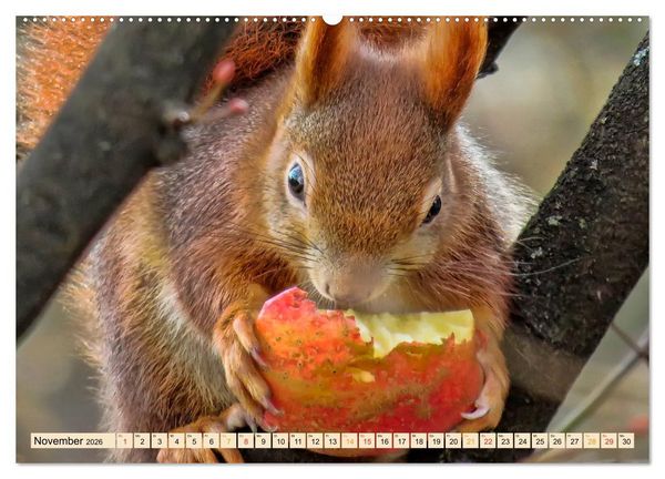 Produktbild: Eichh&ouml;rnchen - immer wieder s&uuml;&szlig; (Wandkalender 2026 DIN A2 quer), CALVENDO Monatskalender