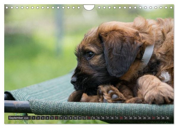 Produktbild: Briard-Welpen - Knuddelb&auml;ren zum Verlieben (Wandkalender 2026 DIN A4 quer), CALVENDO Monatskalender