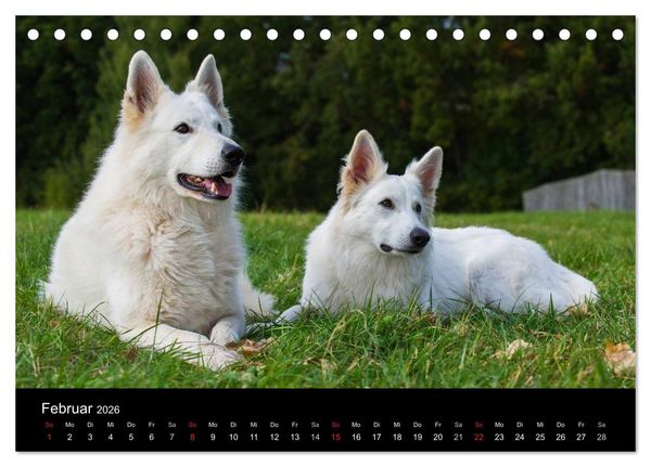 Produktbild: Wei&szlig;er Schweizer Sch&auml;ferhund - Ein Tag im Leben einer Hundefamilie (Tischkalender 2026 DIN A5 quer), CALVENDO Monatskalender