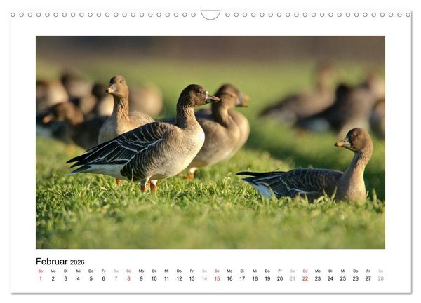 Produktbild: Geschnatter - Enten und G&auml;nse in Deutschland (Wandkalender 2026 DIN A3 quer), CALVENDO Monatskalender