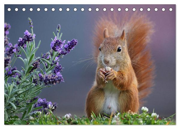 Produktbild: Eichh&ouml;rnchen in zauberhaften Posen (Tischkalender 2026 DIN A5 quer), CALVENDO Monatskalender