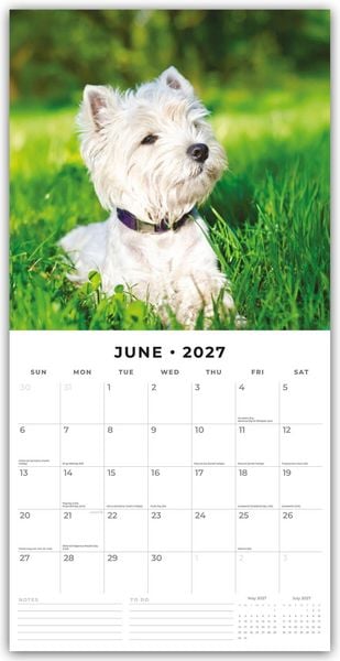 Produktbild: West Highland White Terriers &ndash; West Highland White Terrier &ndash; Westie 2027 &ndash; 16-Monatskalender
