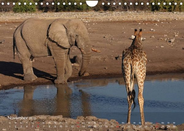 Produktbild: S&uuml;dliches Afrika (Wandkalender 2022 DIN A4 quer)