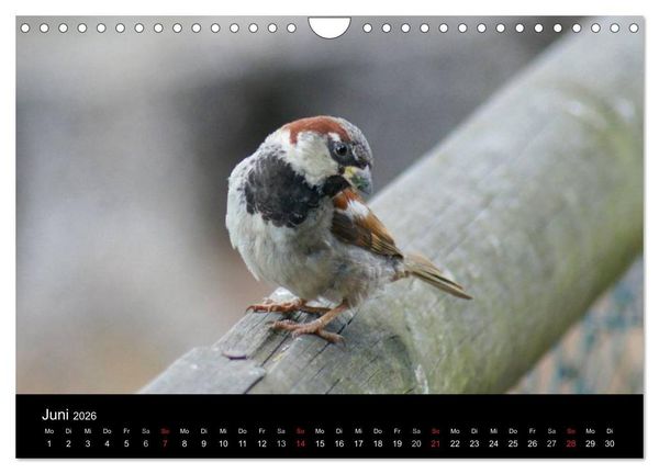 Produktbild: Freche Spatzen (Wandkalender 2026 DIN A4 quer), CALVENDO Monatskalender