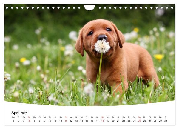 Produktbild: Labrador Welpen - Labrador Puppies (Wandkalender 2027 DIN A4 quer), CALVENDO Monatskalender