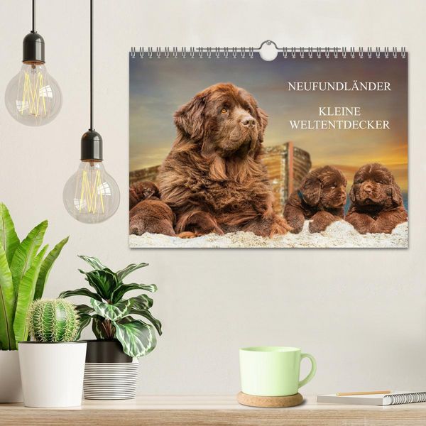 Produktbild: Neufundl&auml;nder - Kleine Weltentdecker (Wandkalender 2026 DIN A4 quer), CALVENDO Monatskalender