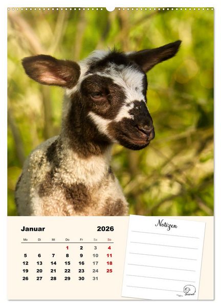 Produktbild: L&auml;mmergl&uuml;ck (hochwertiger Premium Wandkalender 2026 DIN A2 hoch), Kunstdruck in Hochglanz