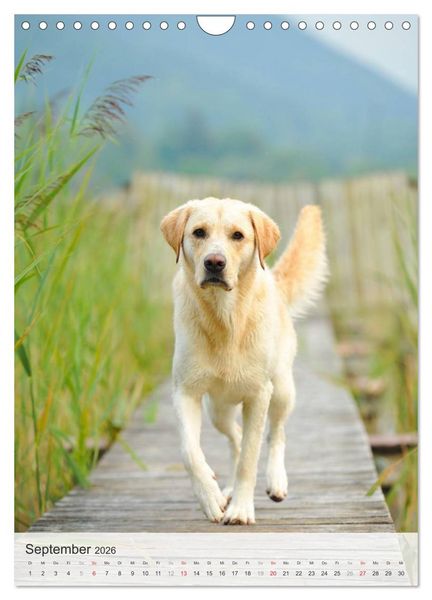 Produktbild: Hundepers&ouml;nlichkeiten (Wandkalender 2026 DIN A4 hoch), CALVENDO Monatskalender