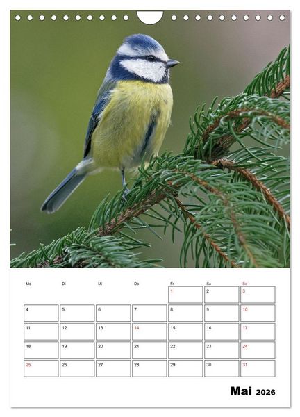 Produktbild: Bezaubernde V&ouml;gel im heimischen Garten (Wandkalender 2026 DIN A4 hoch), CALVENDO Monatskalender
