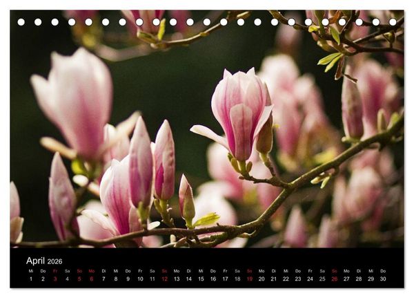 Produktbild: Bl&uuml;tenzauber 2026 (Tischkalender 2026 DIN A5 quer), CALVENDO Monatskalender