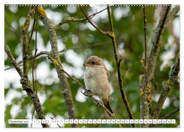 Produktbild: Wildv&ouml;gel 2026 (hochwertiger Premium Wandkalender 2026 DIN A2 quer), Kunstdruck in Hochglanz