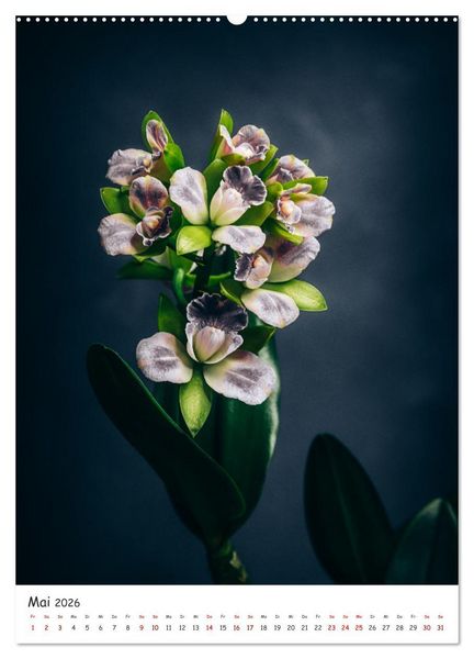 Produktbild: Orchideen Zauber (Wandkalender 2026 DIN A2 hoch), CALVENDO Monatskalender