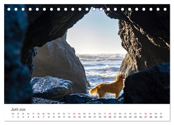 Produktbild: Golden Retriever - Die treuen Begleiter. (Tischkalender 2026 DIN A5 quer), CALVENDO Monatskalender