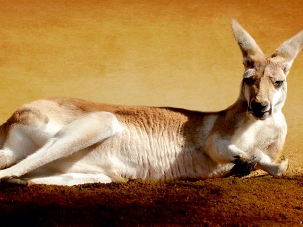 Produktbild: CALVENDO Puzzle K&auml;nguru | 1000 Teile Lege-Gr&ouml;&szlig;e 64x48cm Foto-Puzzle f&uuml;r gl&uuml;ckliche Stunden