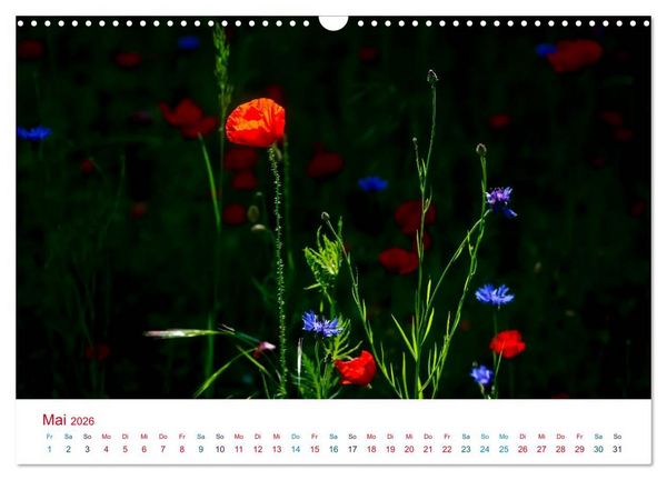 Produktbild: Mohnblumen (Wandkalender 2026 DIN A3 quer), CALVENDO Monatskalender