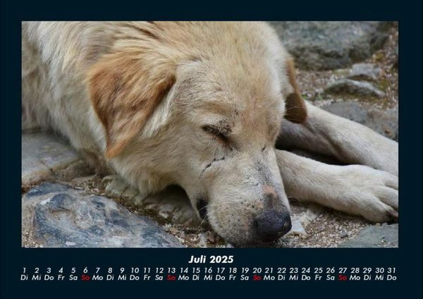 Produktbild: Der Hundekalender 2025 Fotokalender DIN A4