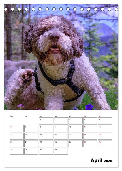Produktbild: Lagotto Romagnolo - Lustige Zwerge (Tischkalender 2026 DIN A5 hoch), CALVENDO Monatskalender