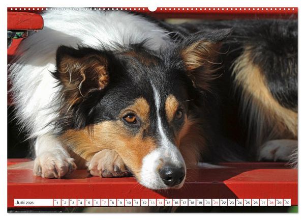 Produktbild: Traumhund Border Collie (hochwertiger Premium Wandkalender 2026 DIN A2 quer), Kunstdruck in Hochglanz