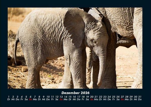 Produktbild: Elefanten Kalender 2026 Fotokalender DIN A4
