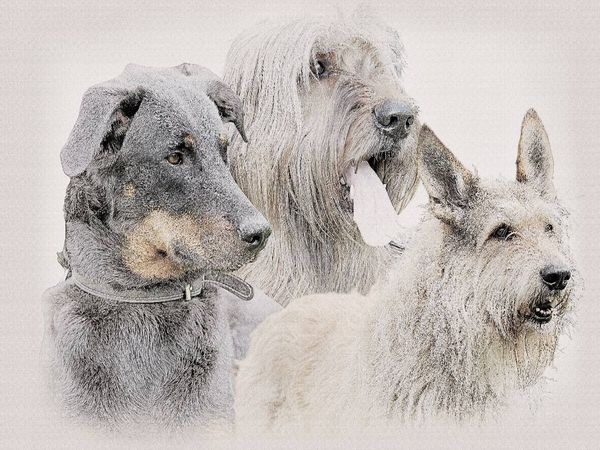 Produktbild: Ein Motiv aus dem Kalender Franz&ouml;sische Hirtenhunde 2017 (Puzzle)