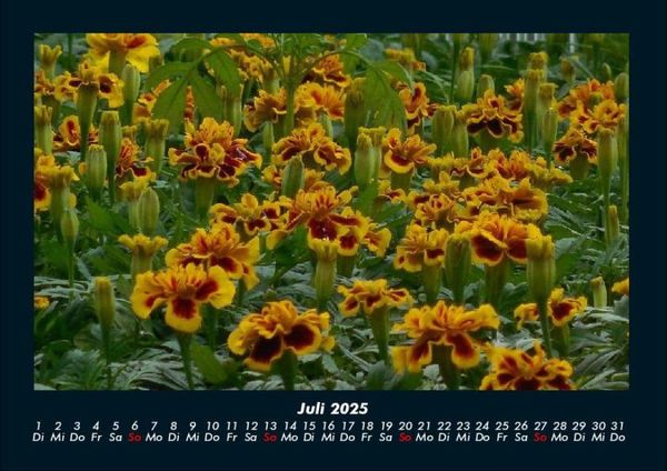 Produktbild: Pflanzen und Bl&uuml;ten 2025 Fotokalender DIN A4